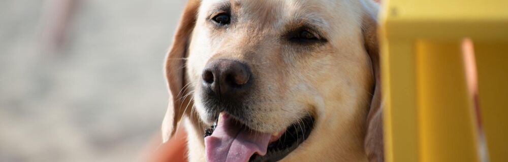 Hookworms in Dog and Cats