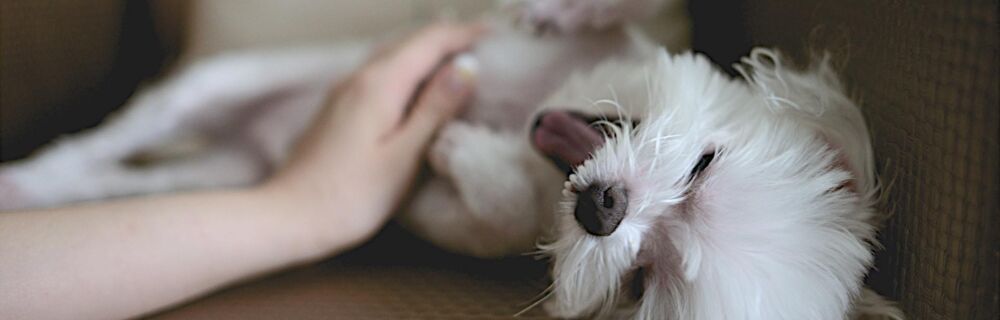Your Guide to Doggy Body Language