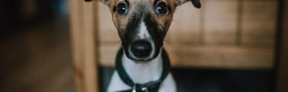 Microchip FAQ: Everything you need to know about microchipping your pet