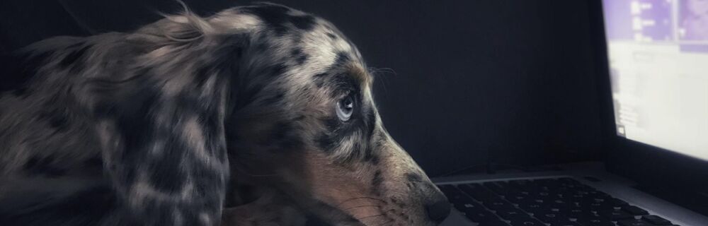 The Facts About Pet Health Insurance