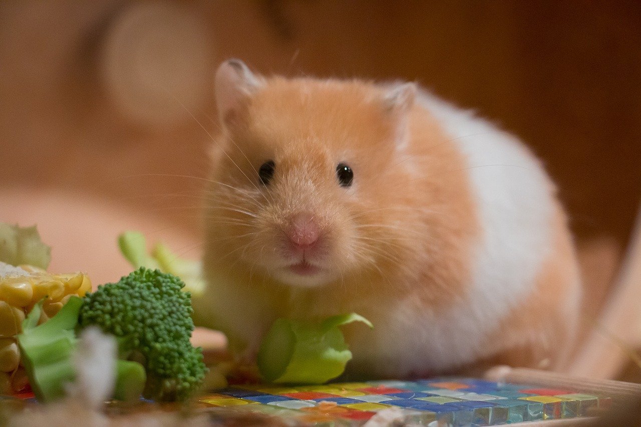 hamster diseases